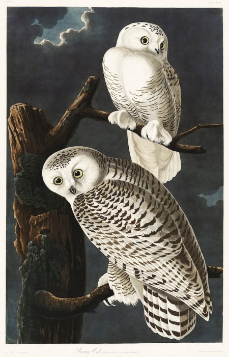 Owls in Folklore and Myth: Why the Bird That Watches in the Dark Still Unsettles Us